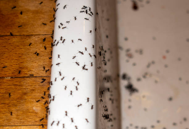 Best Rat Extermination Near Me  in Woodlawn, MD