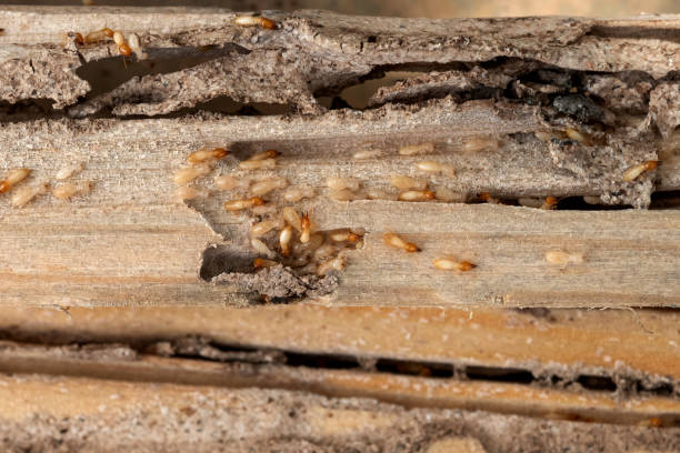 Best Affordable Pest Control Services  in Woodlawn, MD
